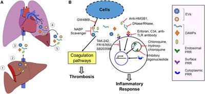 Immunothrombotic Activity of Damage-Associated Molecular Patterns and Extracellular Vesicles in Secondary Organ Failure Induced by Trauma and Sterile Insults